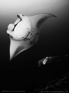 Manta rays at cleaning station by Pietro Cremone 